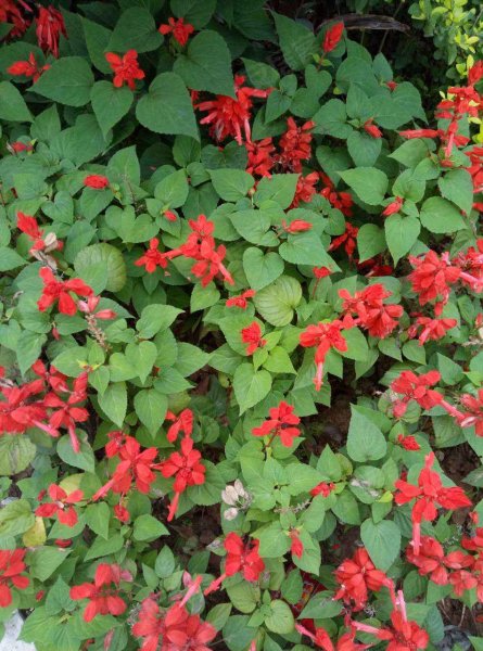 约克郡上林洋房