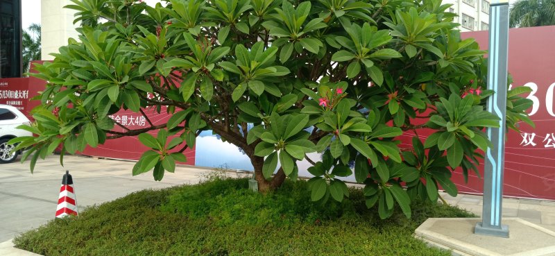 博达峰境,育才南路4号-湛江博达峰境二手房,租房,房价-湛江安居客