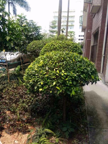 金丰花园,梅林路3-9号-深圳金丰花园二手房,租房,房价-深圳安居客