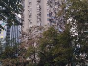 上海房产网>上海二手房>黄浦二手房>打浦桥二手房>南园小区>180_135