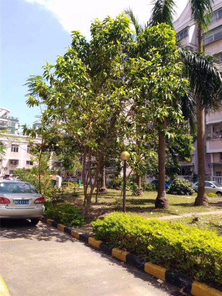 新城花园(香洲),人民西路128号-珠海新城花园(香洲)二手房,租房,房价