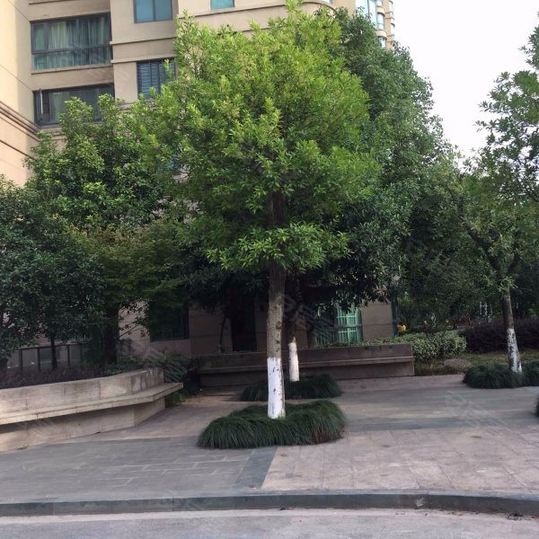 水墨兰庭(北区),南二环路1550号-合肥水墨兰庭(北区)二手房,租房,房价