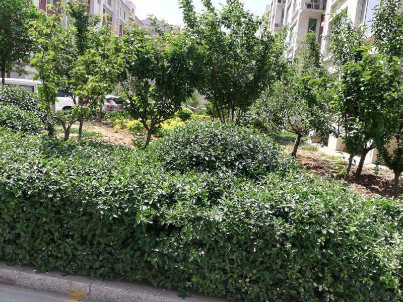 新都花苑,南西五路,近海岱大道-淄博新都花苑二手房,租房,房价-淄博