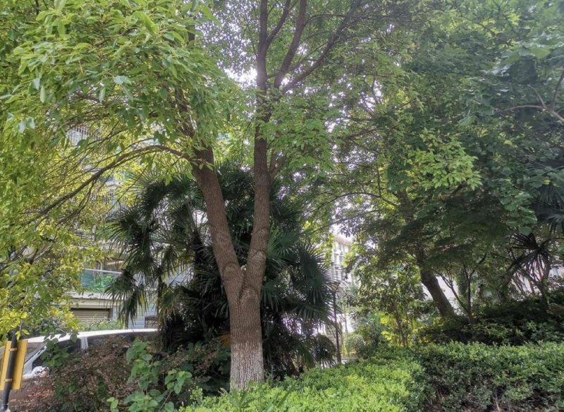 林绿家园,四平路1950弄-上海林绿家园二手房,租房,房价-上海安居客