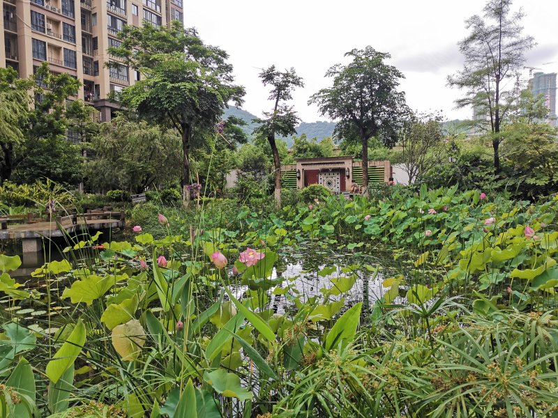 紫金莲园,五星路1号-龙岩紫金莲园二手房,租房,房价-龙岩安居客