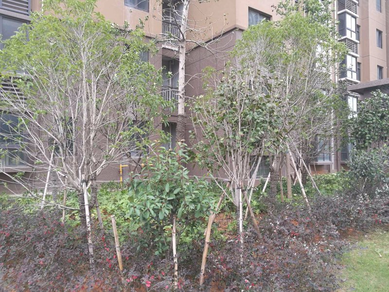 梅湖明珠,南莲路690号-南昌梅湖明珠二手房,租房,房价-南昌安居客