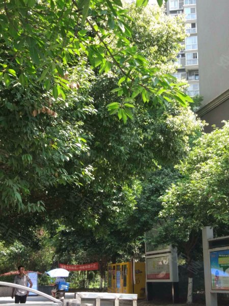 合力达映日荷花