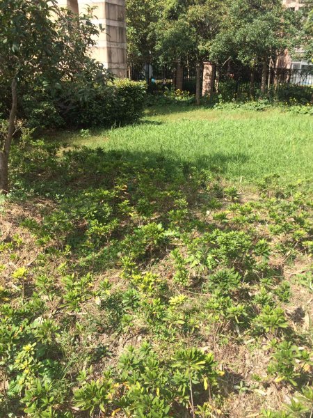 张江汤臣豪园二期 