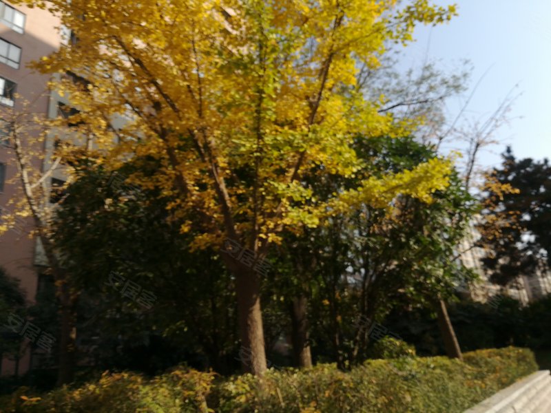 天地源枫林意树