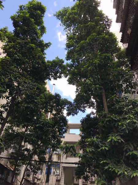 富华花园,海汇路24号-深圳富华花园二手房,租房,房价-深圳安居客