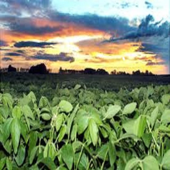 巴西约¥3828万巴西大豆农场 - 2，500公顷，巴西二手房土地图片