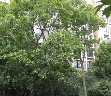 熙岸