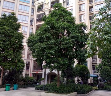 罗村风度广场,房子保养很好,家私家电齐全,价格还可以谈,急售