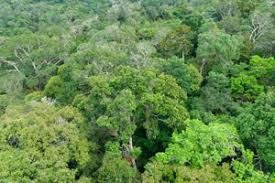 巴西约¥5742万Terra Grande 与森林在巴西 - 70，000 公顷， 巴西二手房土地图片
