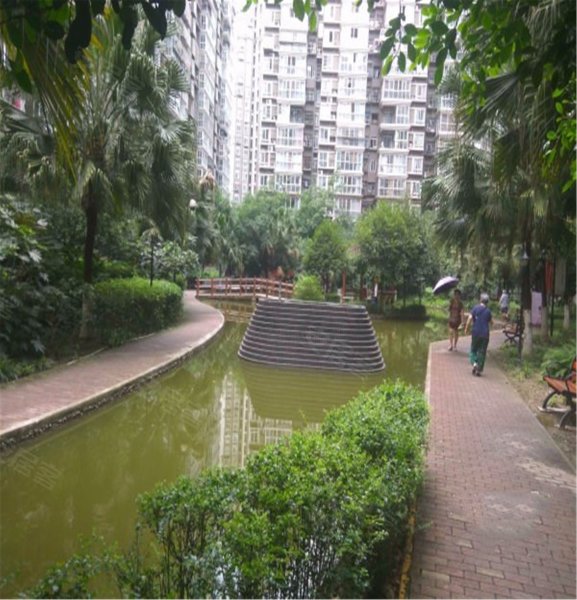 合力达映日荷花