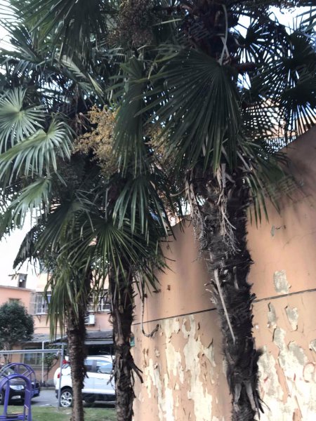 东五小区(浦东) 