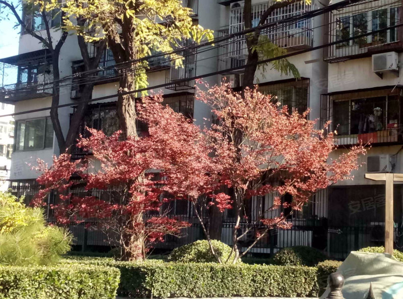 北京芳草地小区图片