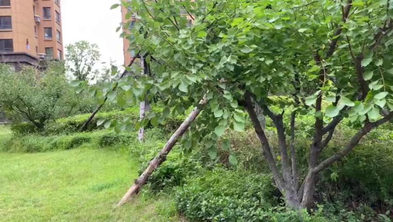 新顾村大家园A区 