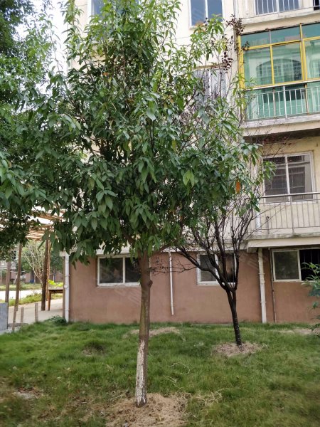 梨园小区,向塘北大道2168号-郑州梨园小区二手房,租房,房价-郑州安居