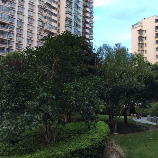 碧云别墅银杏苑