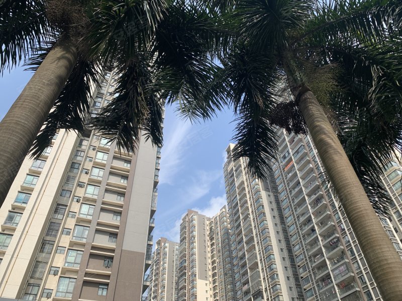 格力香樟