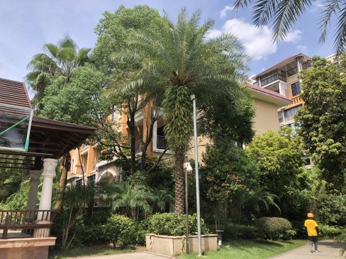 泰国城(商住楼),铜鼓岭路8号 - 南宁泰国城(商住楼)二手房,租房,房价