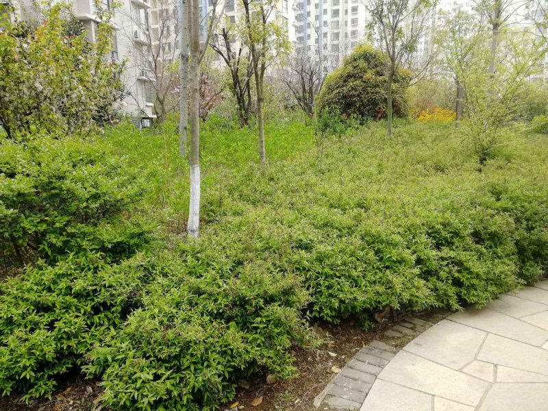 朴园,沭河路,近济南路交回-临沂朴园二手房,租房,房价-临沂安居客