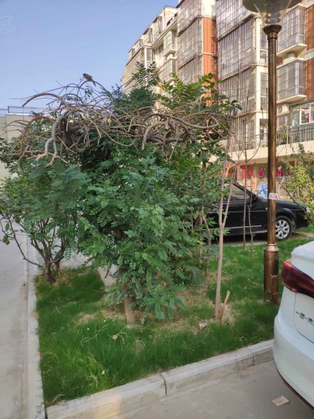 锦绣家园(睢宁),八一路-徐州锦绣家园(睢宁)二手房,租房,房价-徐州