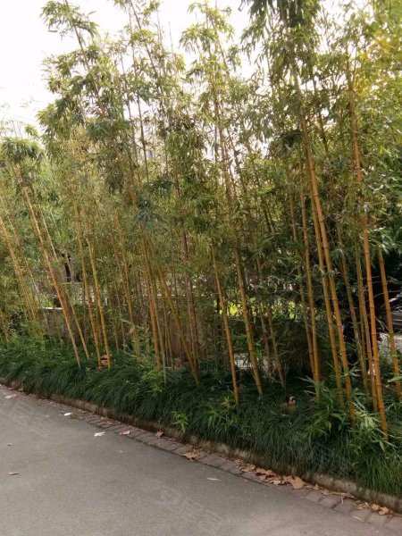 绿地临港家园海洋小区 