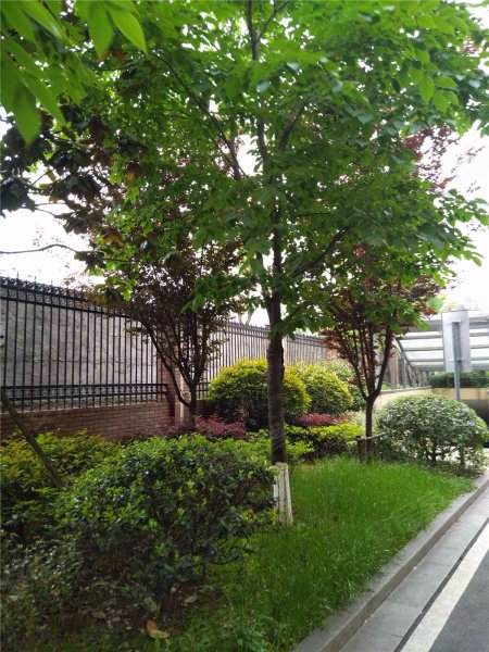 闲林山水梅兰苑