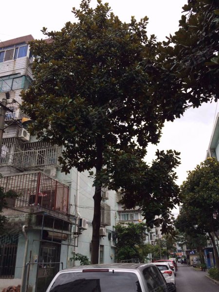 石皮路89弄小区 