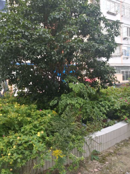 芳草路253弄小区 