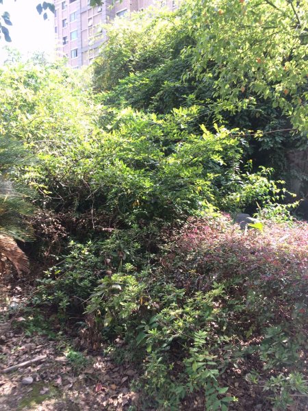 张江汤臣豪园三期 