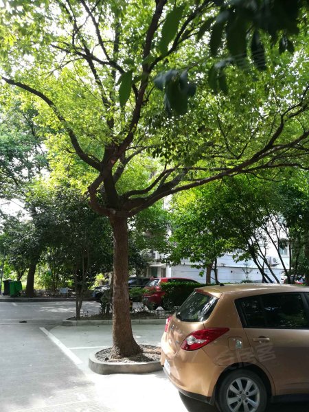 丹桂花园(江东),樟树街106弄-宁波丹桂花园(江东)二手房,租房,房价