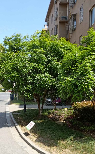 嘉城绿都春兰苑