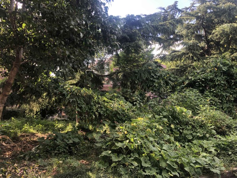 金鑫花园(公寓住宅) 