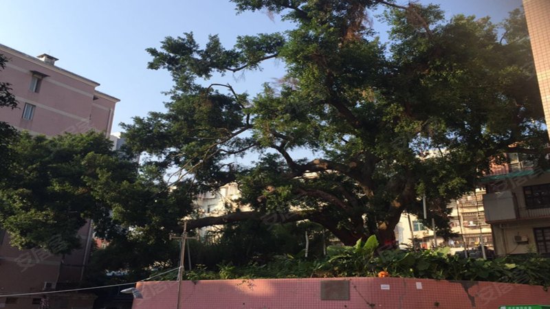 梅阳花园,乌石浦三里8-53号-厦门梅阳花园二手房,租房,房价-厦门安居