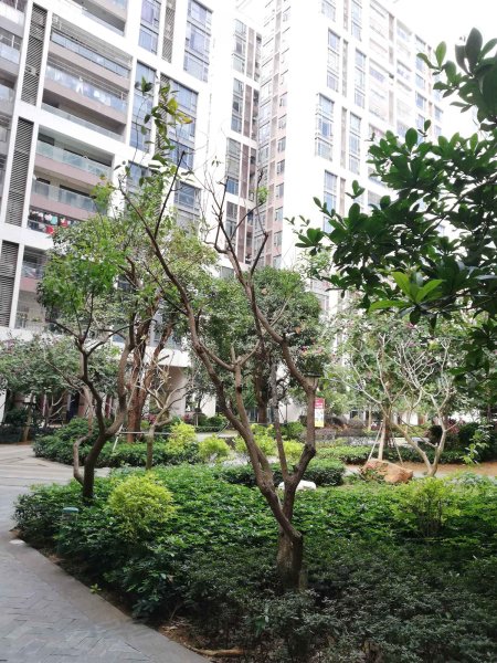 水木清华,人民大道-湛江水木清华二手房,租房,房价-湛江安居客