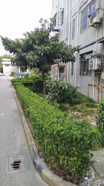 林梅小区,三林路788弄-上海林梅小区二手房,租房,房价-上海安居客