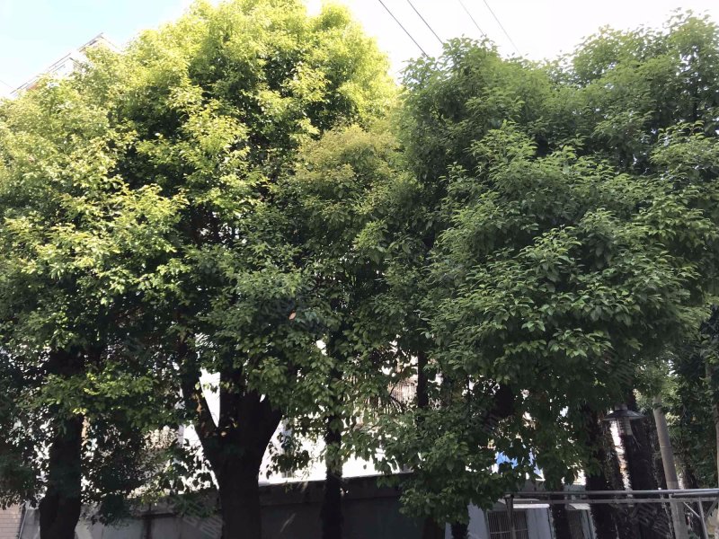 德州七村(380弄) 