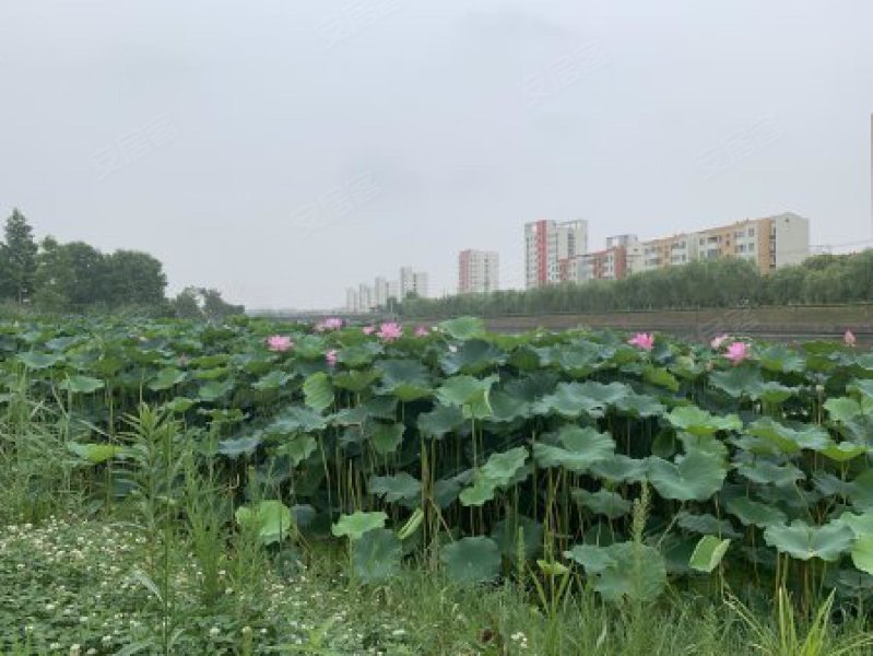 碧桂园浦东星作(公寓住宅) 