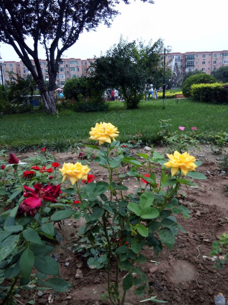 武夷花园水仙园