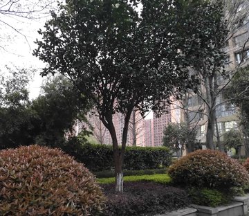 金汇首府
