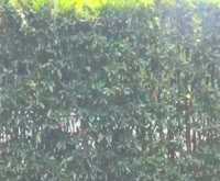 上海花园(别墅) 