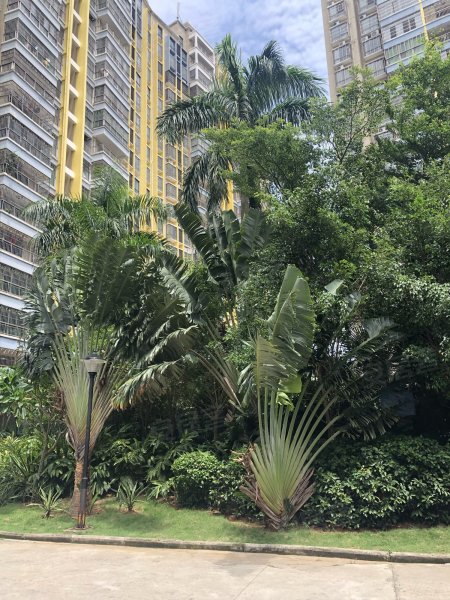 金鹿花园二期,勋亭路4号-海口金鹿花园二期二手房,租房,房价-海口安居