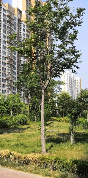 鑫源国际城,东滩路1789号-阳泉鑫源国际城二手房,租房,房价-阳泉安居