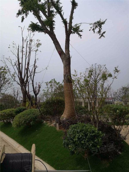 君悦花园,葛关路971号-南京君悦花园二手房,租房,房价-南京安居客