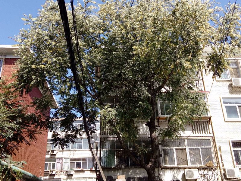 轻工研究院宿舍2号院,师范街-石家庄轻工研究院宿舍2号院二手房,租房