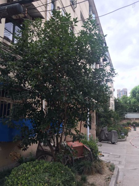 淞南新村小区,淞南新村1-37号-上海淞南新村小区二手房,租房,房价