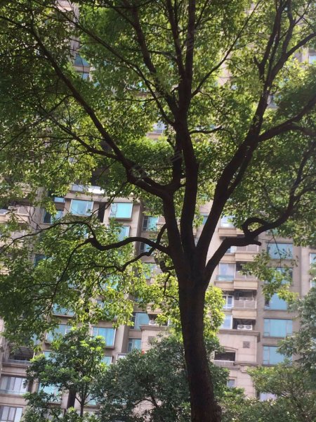 罗山花苑(一期) 